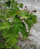 Sorbus torminalis