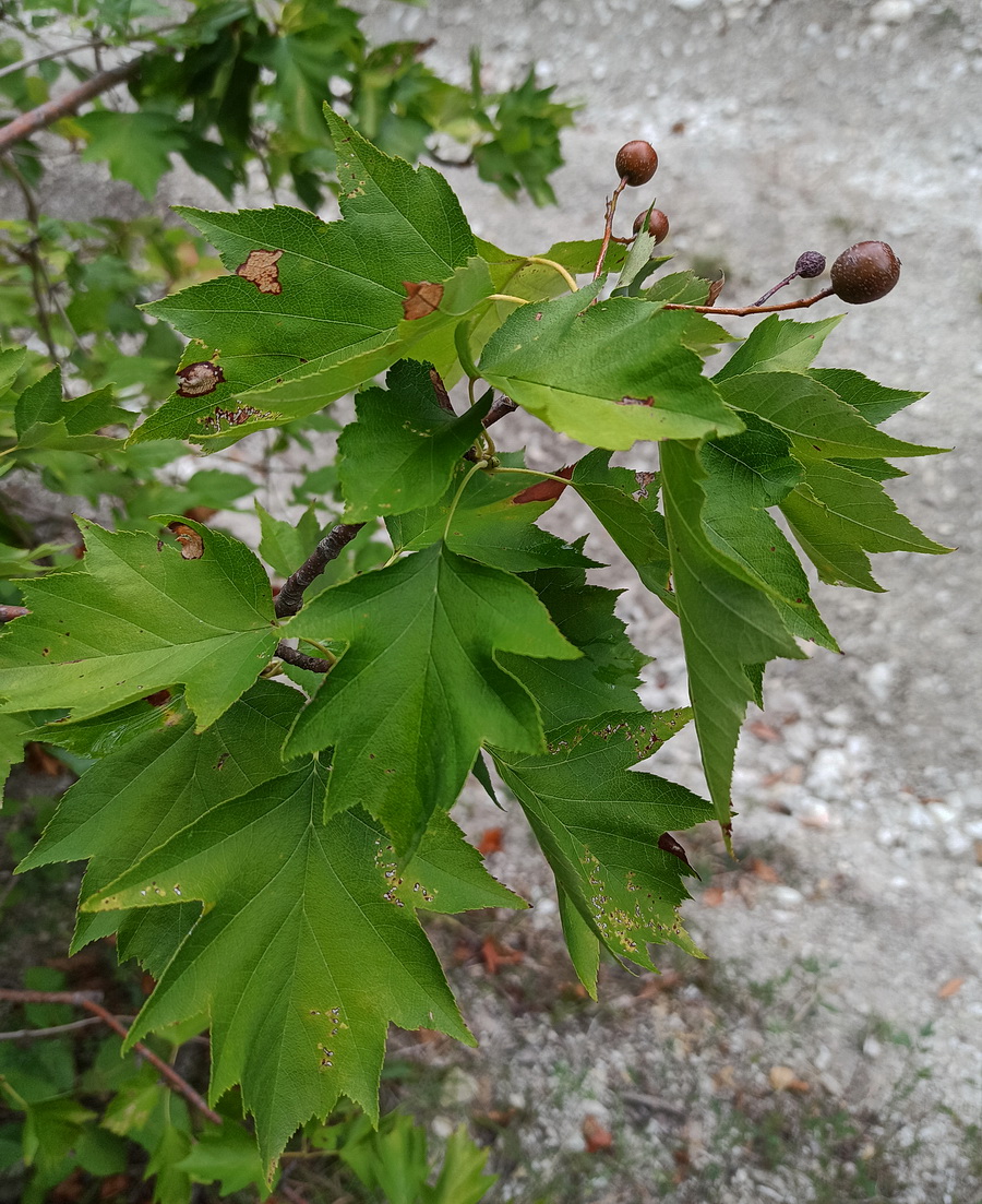 Изображение особи Sorbus torminalis.