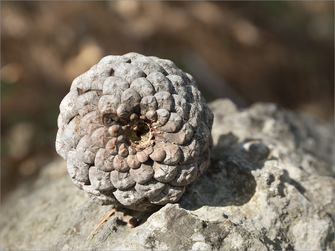 Изображение особи Pinus brutia.