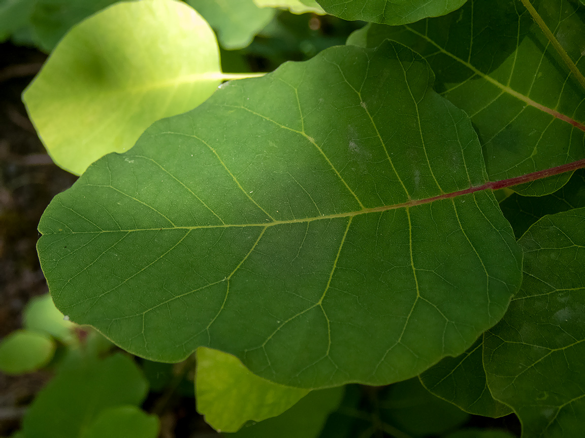 Изображение особи Cotinus coggygria.