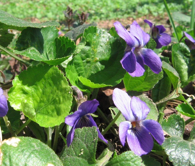 Изображение особи Viola &times; vindobonensis.