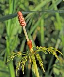 Equisetum sylvaticum