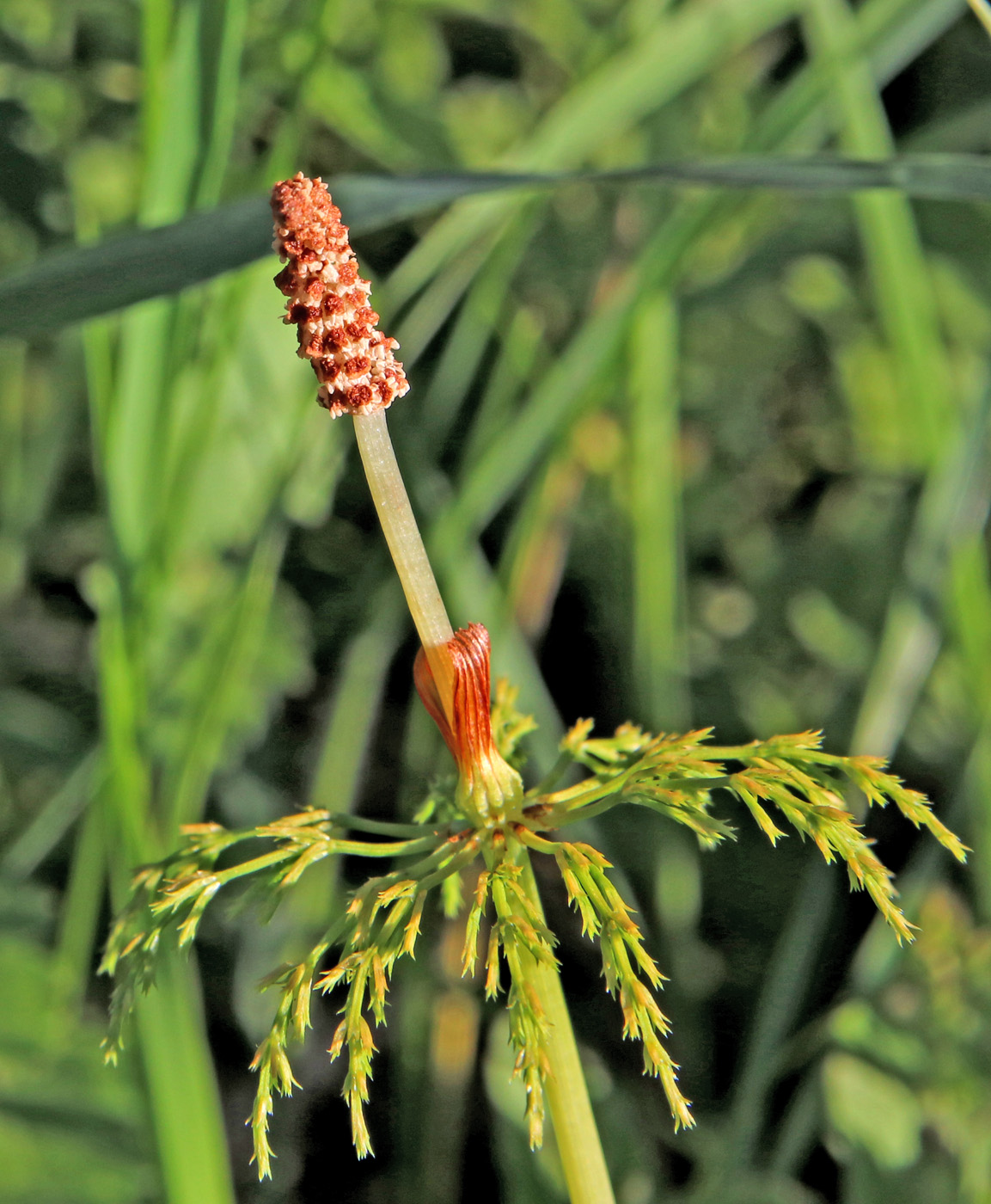 Image of Equisetum sylvaticum specimen.