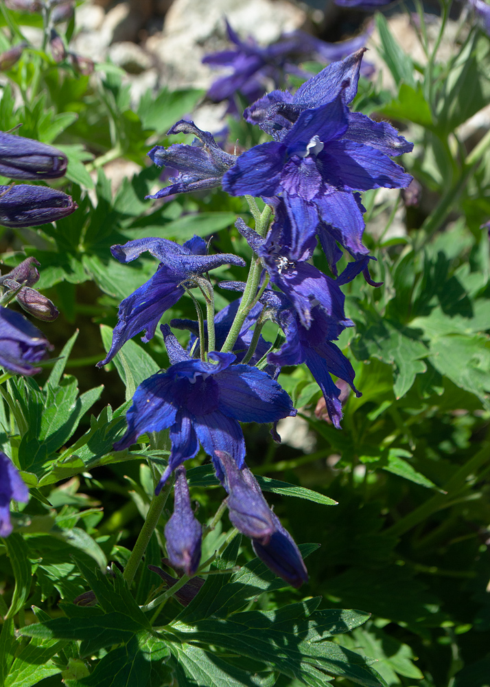 Изображение особи Delphinium brachycentrum.