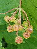 Viburnum sargentii. Соплодие с незрелыми плодами. Хабаровский край, окр. г. Комсомольск-на-Амуре, дол. руч. Тёплый Ключ, опушка лиственного леса. 19.08.2024.