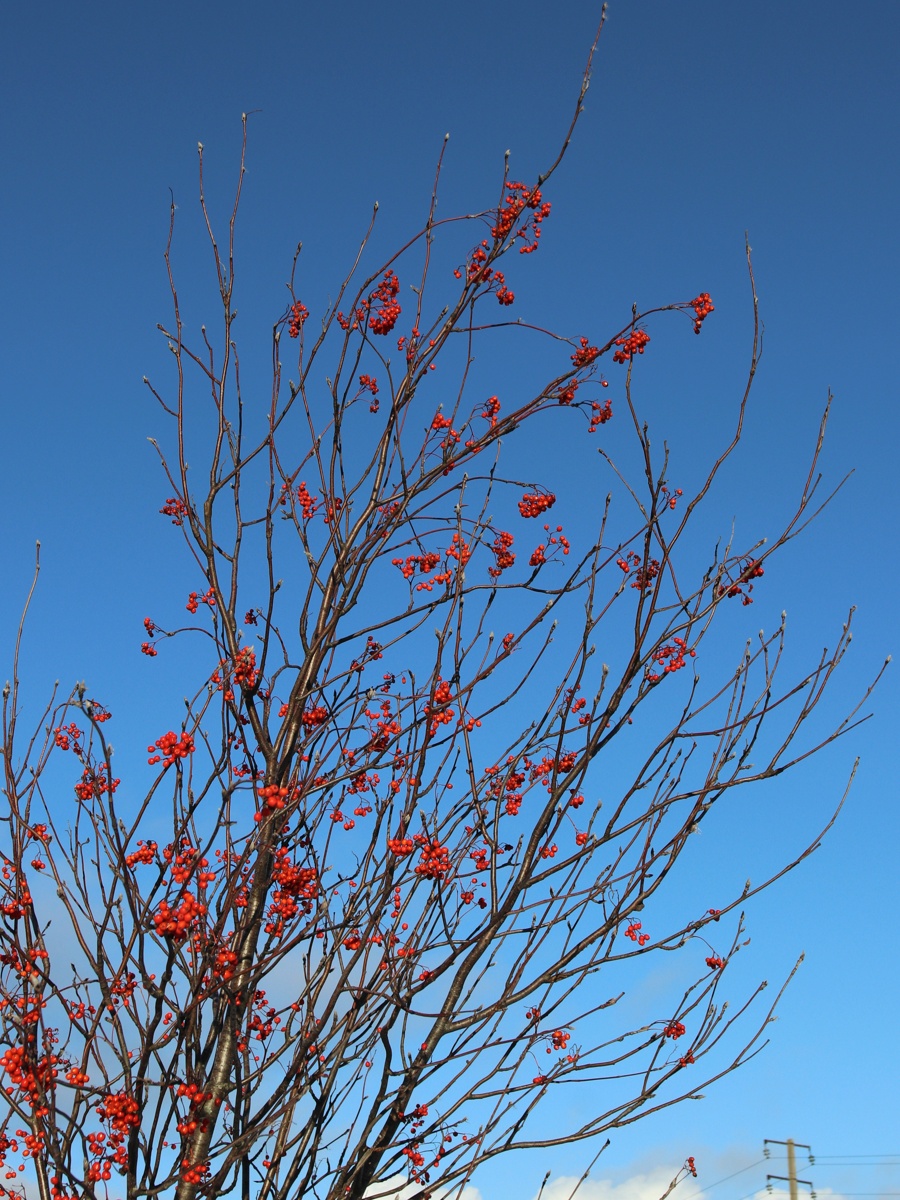 Изображение особи Sorbus aucuparia.