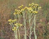 Helichrysum arenarium. Верхние части цветущих растений. Ульяновская обл., Мелекесский р-н, долина р. Бирля, остепнённый песчаный склон, выгоревший ранее участок с разреженным травостоем. 05.08.2023.