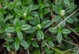 Helianthemum nummularium