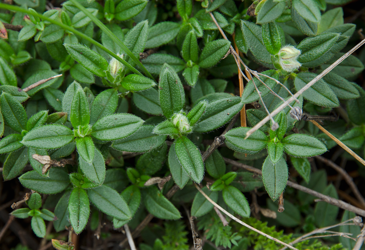 Изображение особи Helianthemum nummularium.