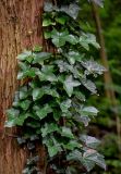 Hedera sinensis. Листья вегетирующего растения. Китай, провинция Хунань, национальный парк \"Чжанцзяцзе\", смешанный лес. 07.06.2024.