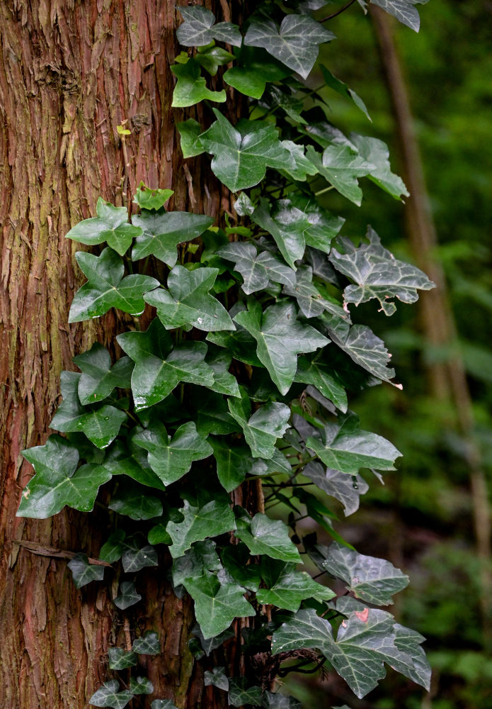 Изображение особи Hedera sinensis.