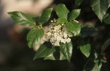 Viburnum tinus