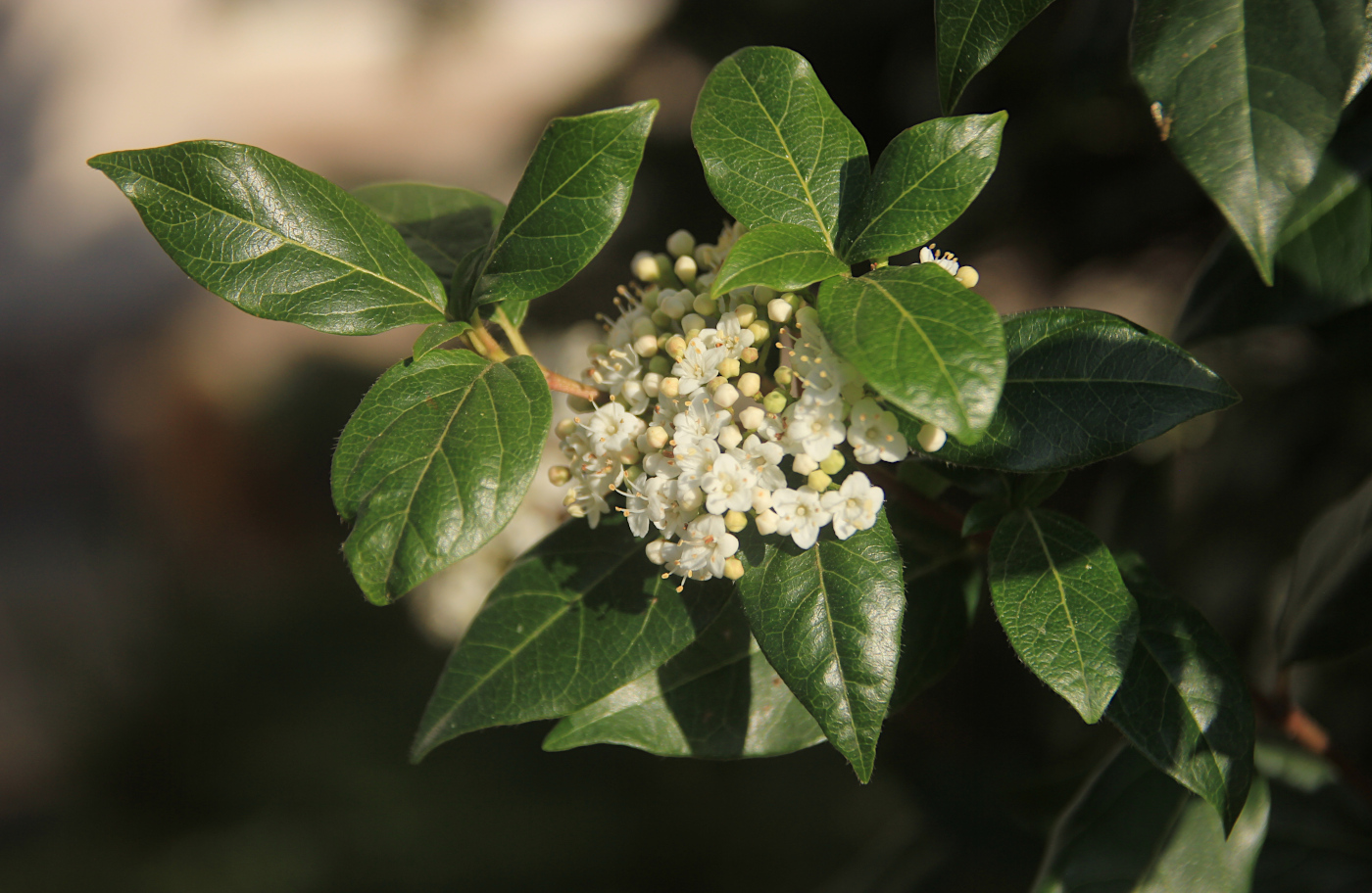 Image of Viburnum tinus specimen.