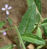 Strigosella africana. Верхушка побега цветущего растения (на переднем плане видна верхушка плода). Узбекистан, г. Ташкент, Актепа Юнусабадская, глинистая почва. 23.05.2015.