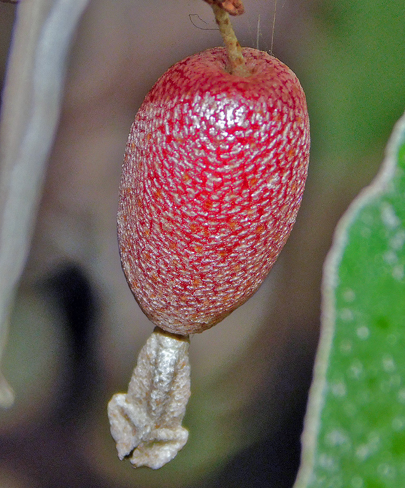 Image of Elaeagnus pungens specimen.