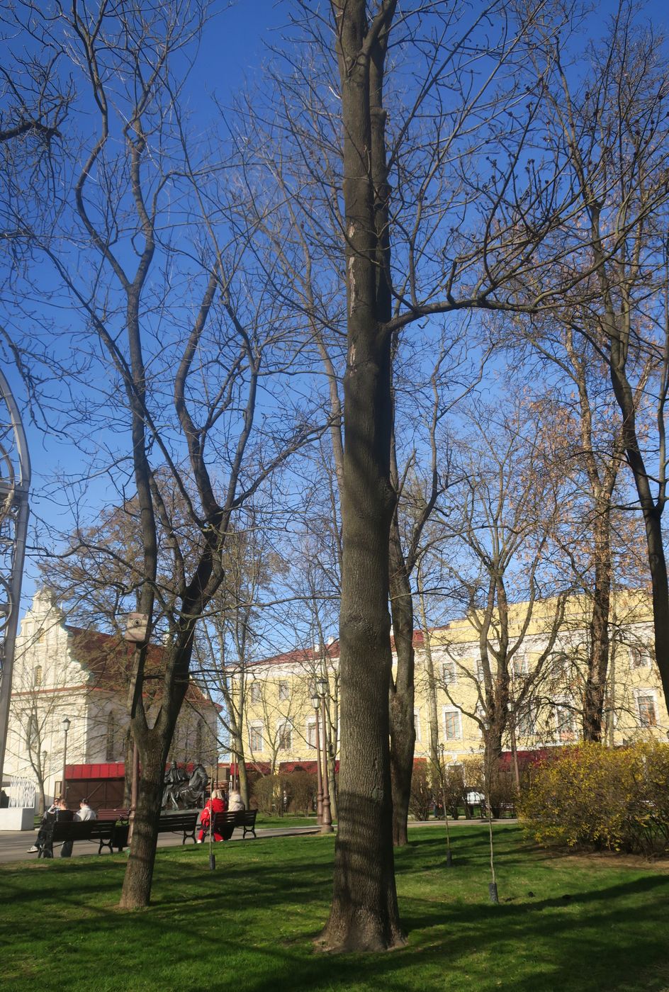 Image of Fraxinus excelsior specimen.