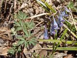 View full-size image Corydalis turtschaninovii