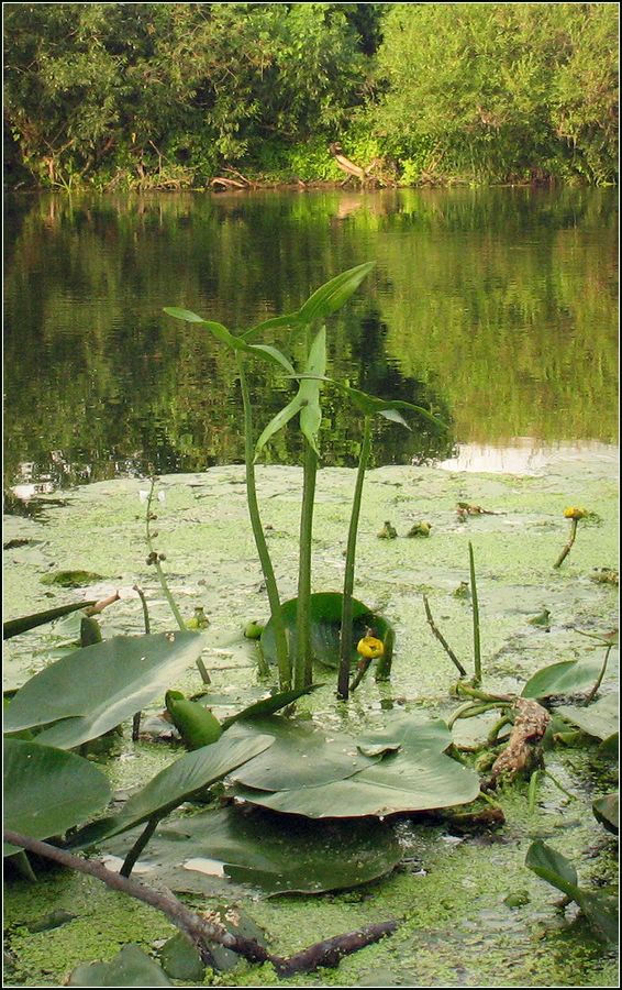 Изображение особи Sagittaria sagittifolia.