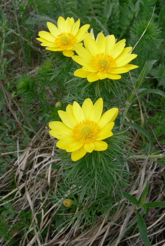 Image of Adonis vernalis specimen.