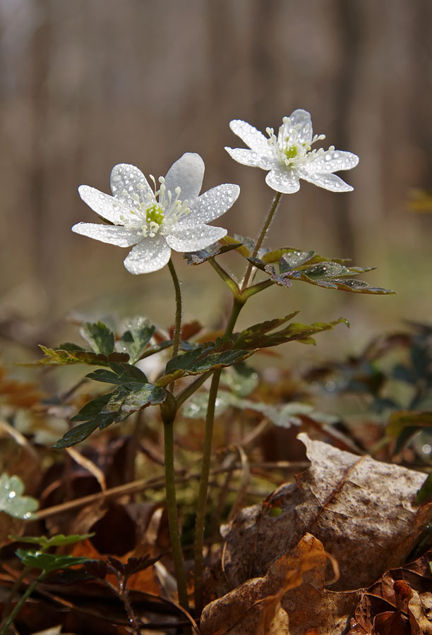 Изображение особи Anemone amurensis.