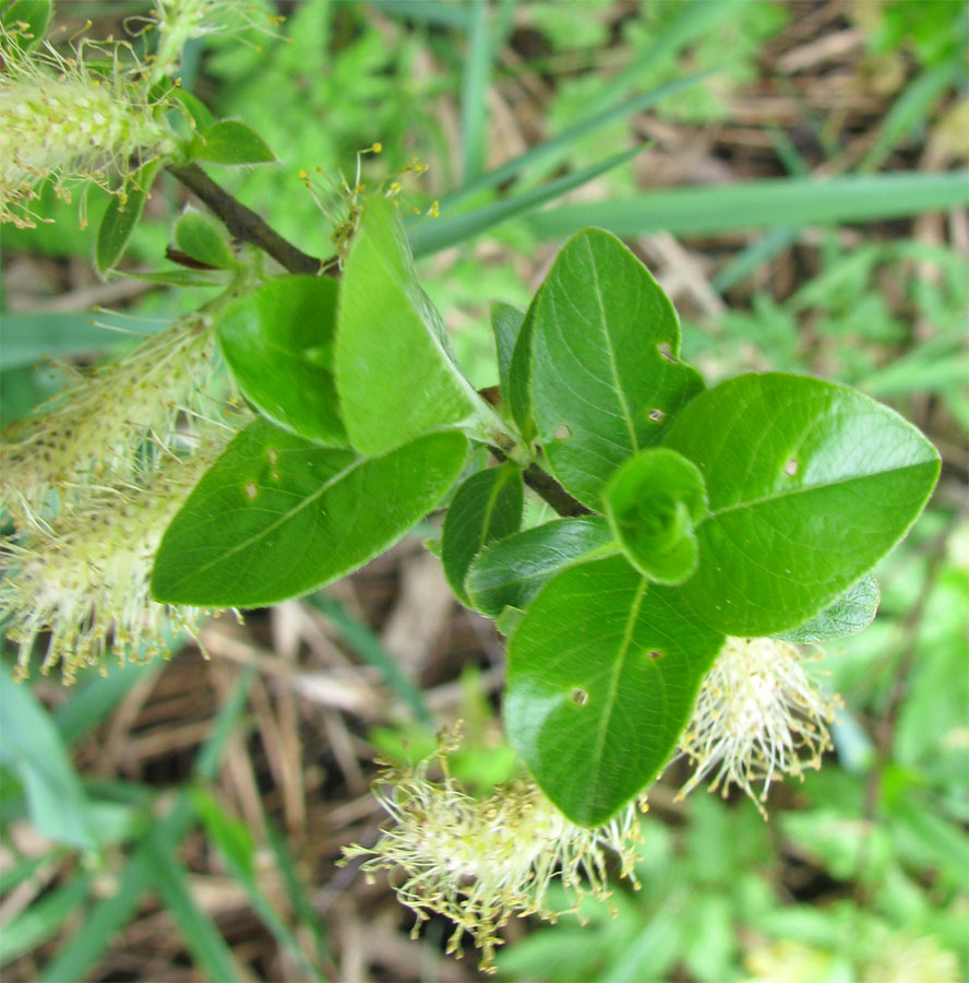 Image of Salix phylicifolia specimen.