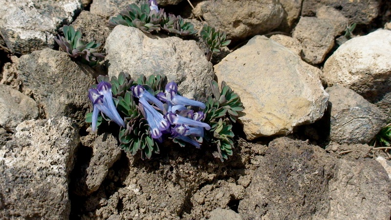 Image of Corydalis alpestris specimen.