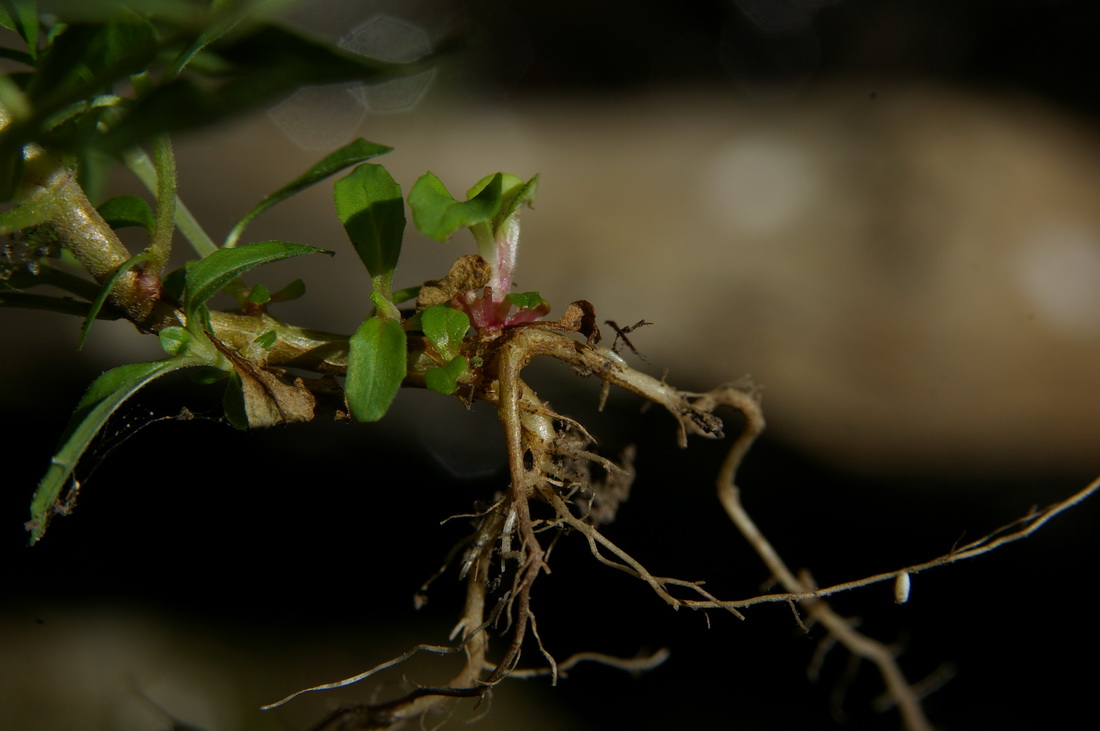 Изображение особи Epilobium lanceolatum.