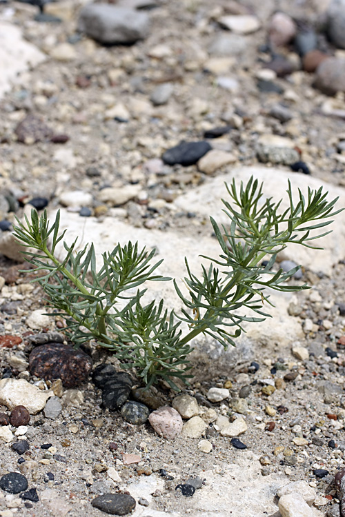 Image of Haplophyllum griffithianum specimen.