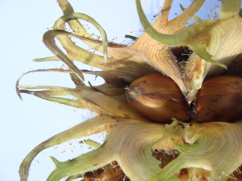 Image of Corylus colurna specimen.