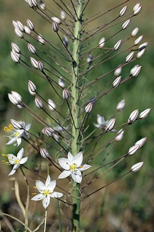 Image of Eremurus olgae specimen.