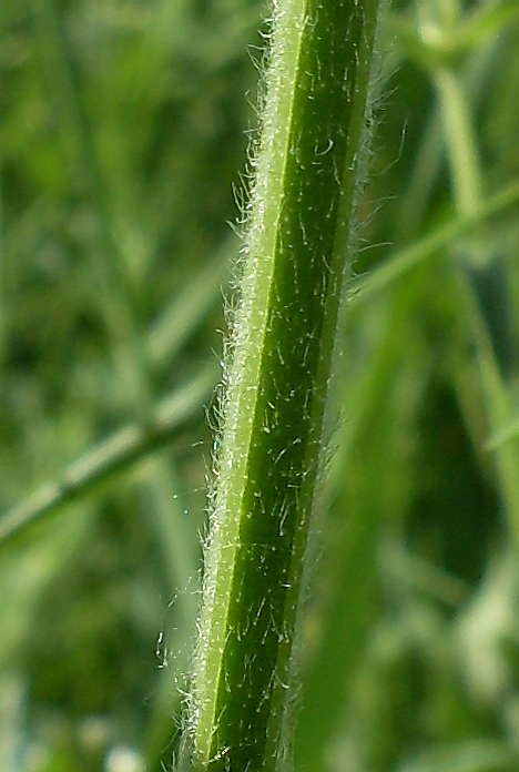 Image of Stachys atherocalyx specimen.