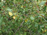 Malus mandshurica. Центральная часть кроны плодоносящего дерева. Приморье, Владивосток, Ботанический сад. 23.08.2009.