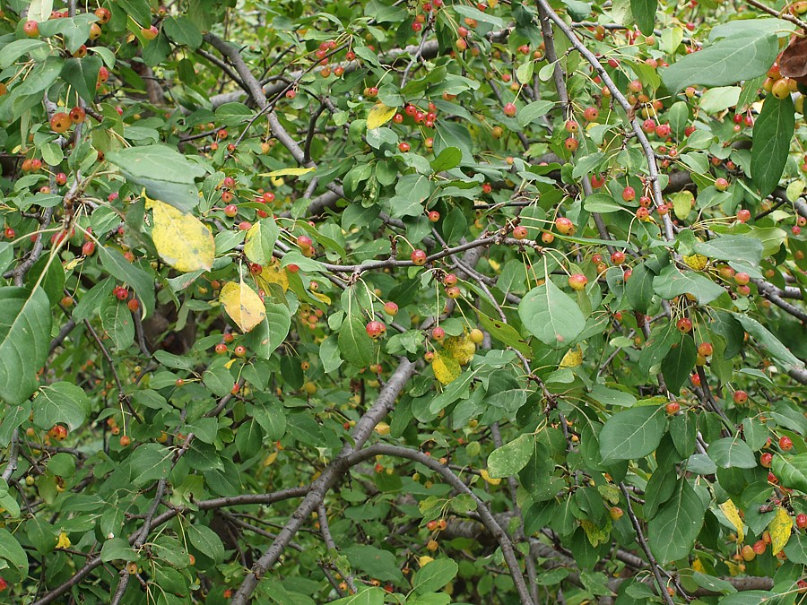 Image of Malus mandshurica specimen.