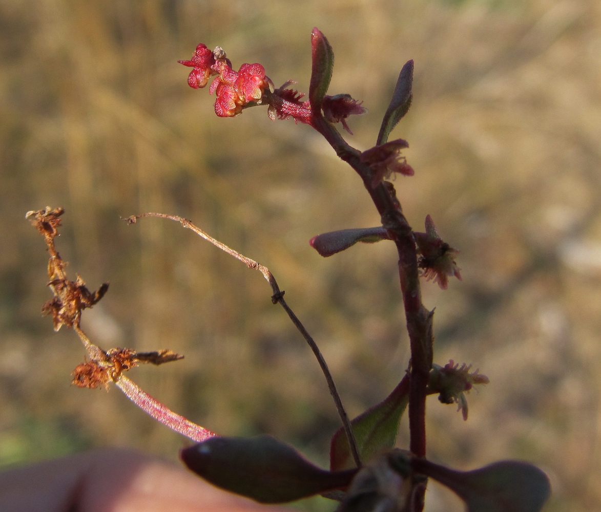 Image of Rumex bucephalophorus ssp. hispanicus specimen.