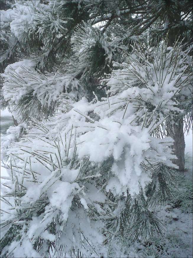 Image of Pinus pallasiana specimen.