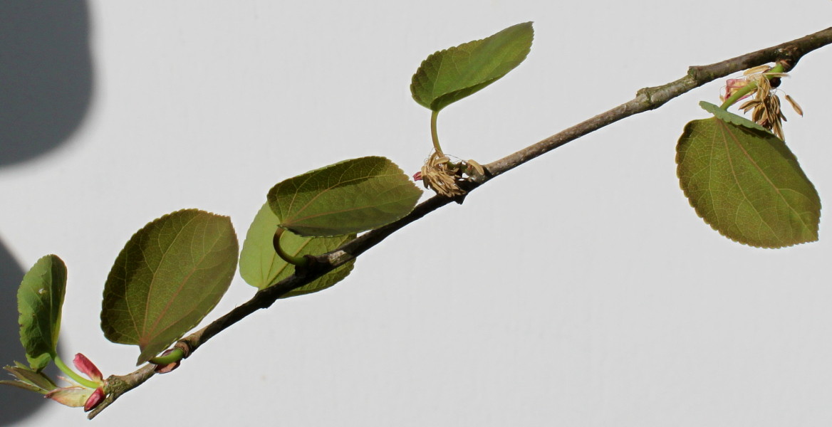 Image of Cercidiphyllum japonicum specimen.