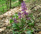 Orchis mascula. Цветущие растения. Крым, гора Северная Демерджи, западный склон, дубовый лес. 2 мая 2012 г.