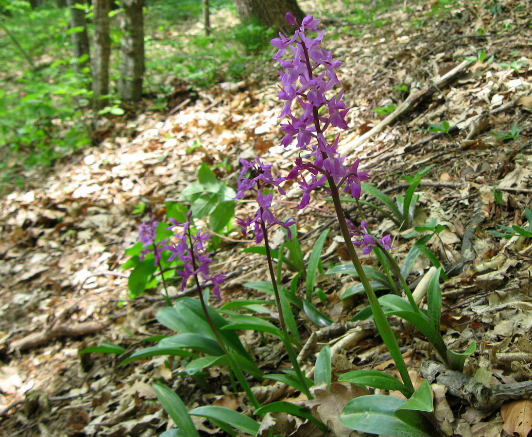 Image of Orchis mascula specimen.