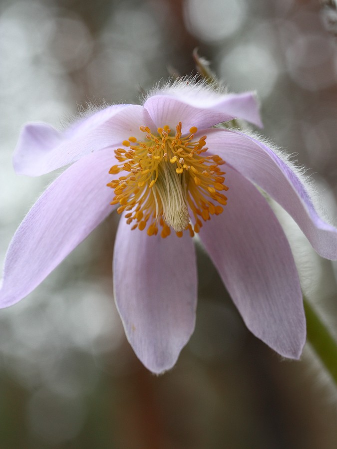 Изображение особи Pulsatilla patens.