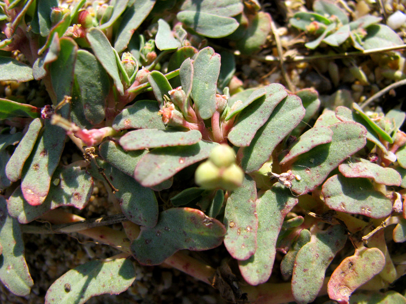 Image of Euphorbia peplis specimen.