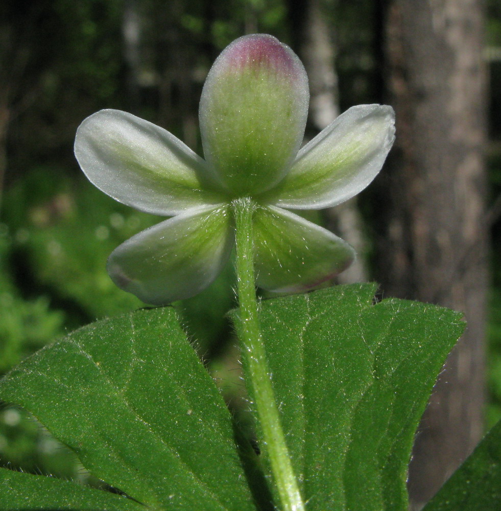 Image of Anemone baicalensis ssp. kebeshensis specimen.