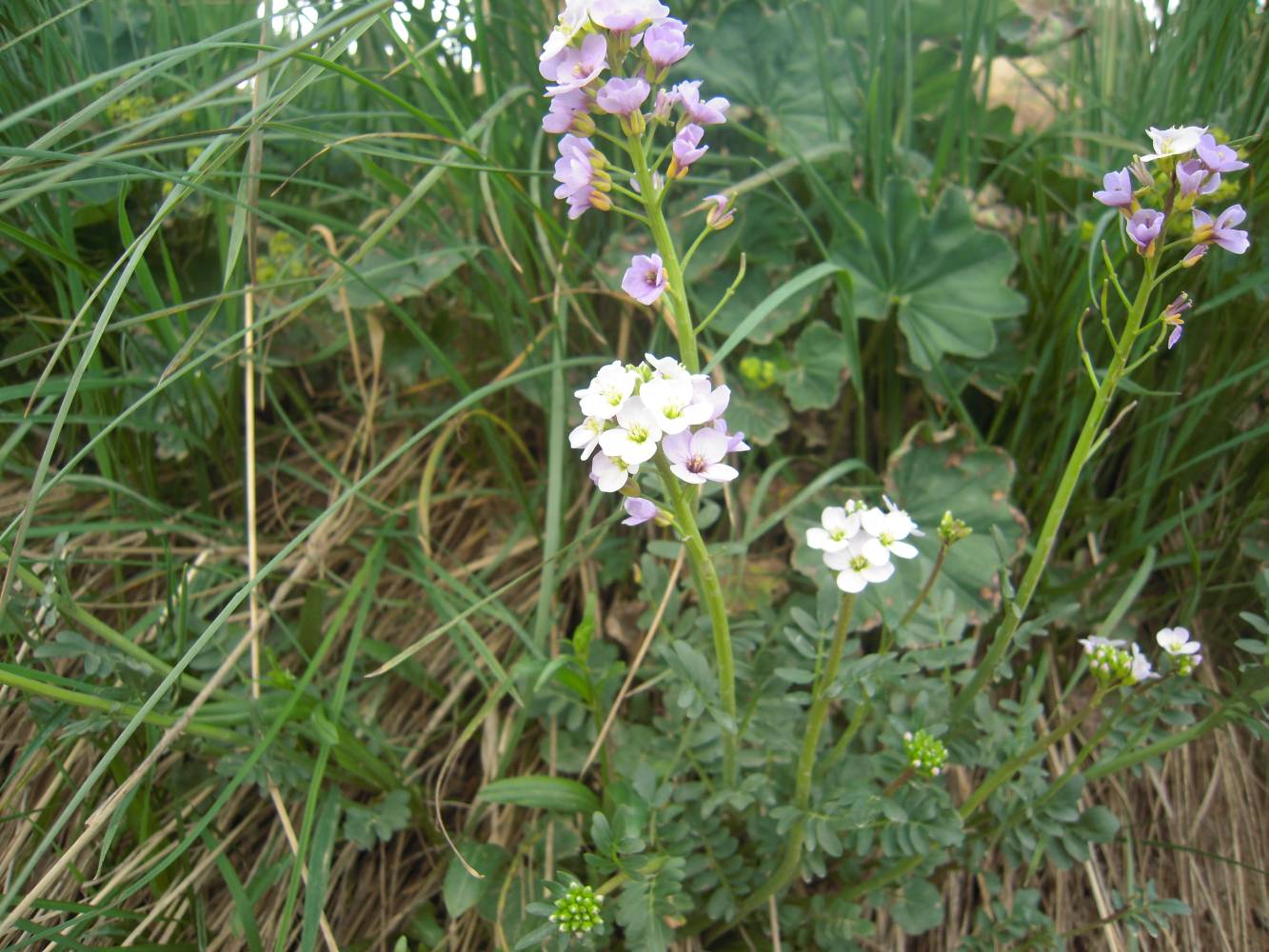 Image of Cardamine uliginosa specimen.