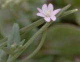 Epilobium collinum