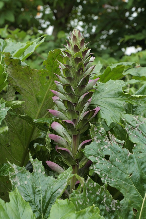 Image of Acanthus mollis specimen.