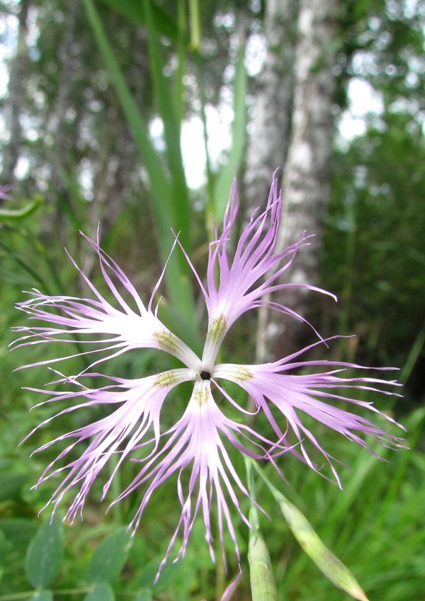 Изображение особи Dianthus superbus.