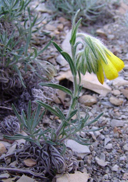 Image of Onosma polyphylla specimen.