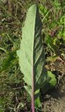 Senecio jacobaea