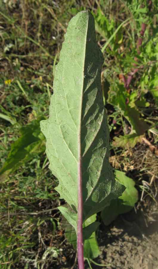 Image of Senecio jacobaea specimen.