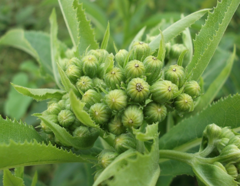 Изображение особи Senecio sarracenicus.