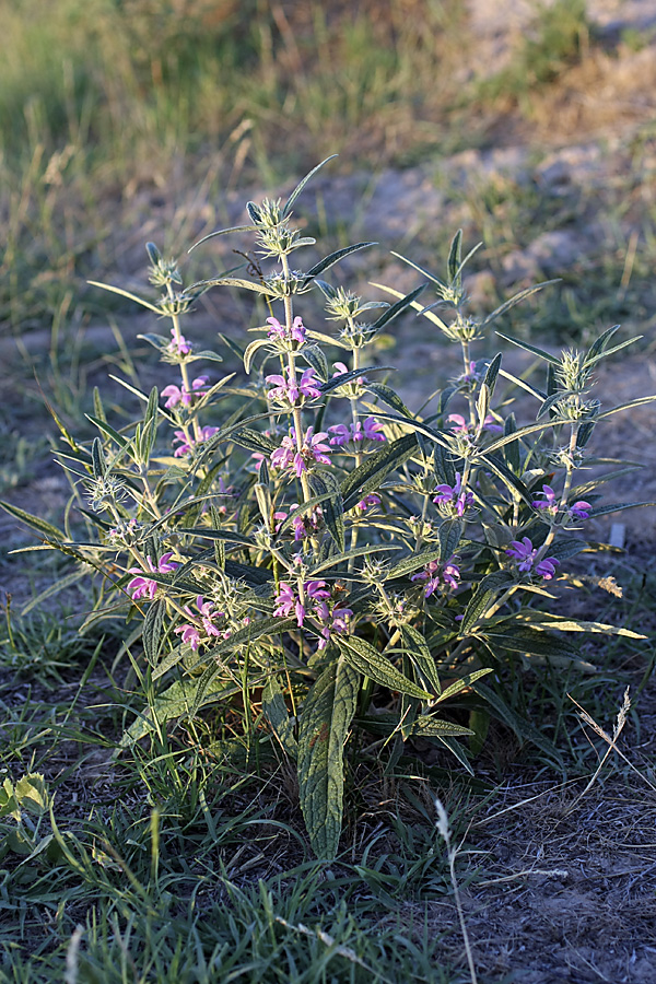 Image of Phlomis regelii specimen.